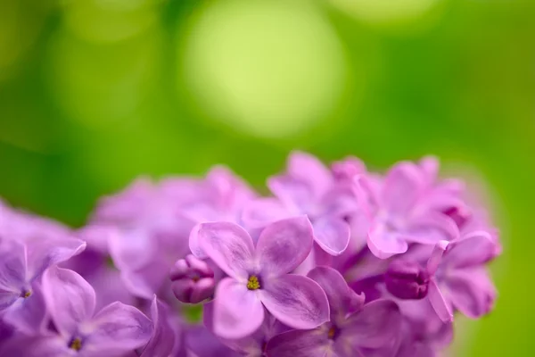 Lila lila vårblommor på grön bakgrund — Stockfoto