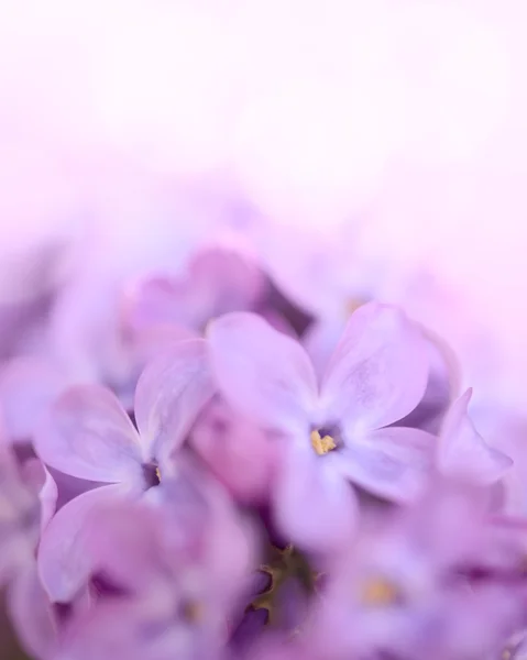 Primavera lilás roxo flores no fundo verde — Fotografia de Stock