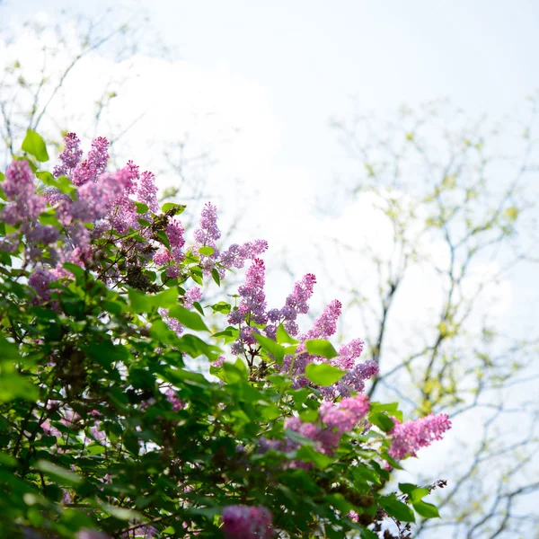 Beautiful Lilac Tree with Flowers over Bright Sky — Stock Photo, Image