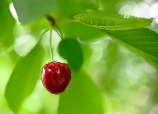Cerezas dulces y jugosamente maduras en una rama de árbol —  Fotos de Stock