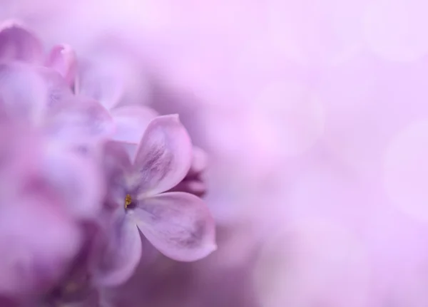 Vår Lilla Lilac Blomster på grønn bakgrunn – stockfoto