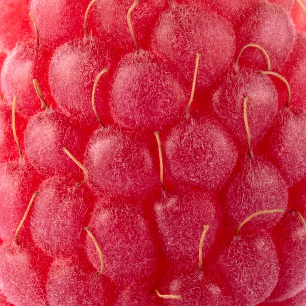 特写背景的成熟红树莓 — 图库照片