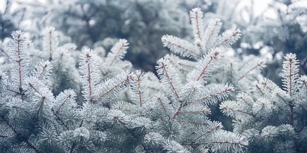 フロストに覆われたモミの木の枝。冬の背景を持つクリスマスカード. — ストック写真