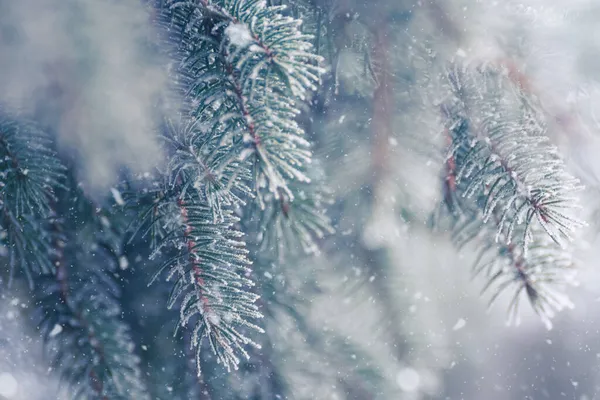 冷霜覆盖的枞树枝干。有冬季背景的圣诞卡. — 图库照片