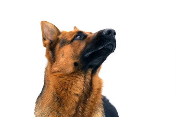 Portrait of a German Shepherd Dog Looking up on White Background — Stock Photo, Image