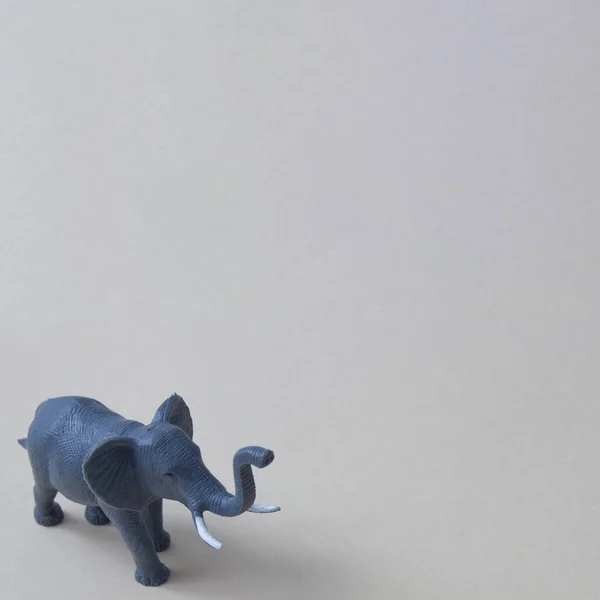 Elefante Com Presas Canto Inferior Esquerdo Fundo Cinza Com Espaço — Fotografia de Stock