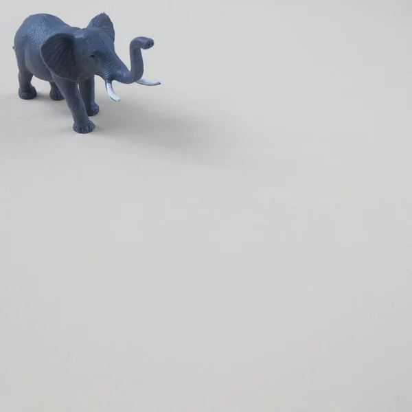 Elefante Com Presas Canto Superior Esquerdo Fundo Cinza Com Espaço — Fotografia de Stock