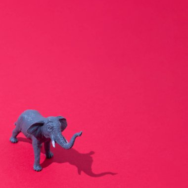 Fil, kırmızı arka planda izole edilmiş. Fotokopi alanı ile gölgelendirilmiş. En az vahşi yaşam sahnesi.