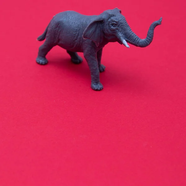 Elephant Isolated Red Background Raised Trunk Copy Space Minimum Wild — Stock Photo, Image