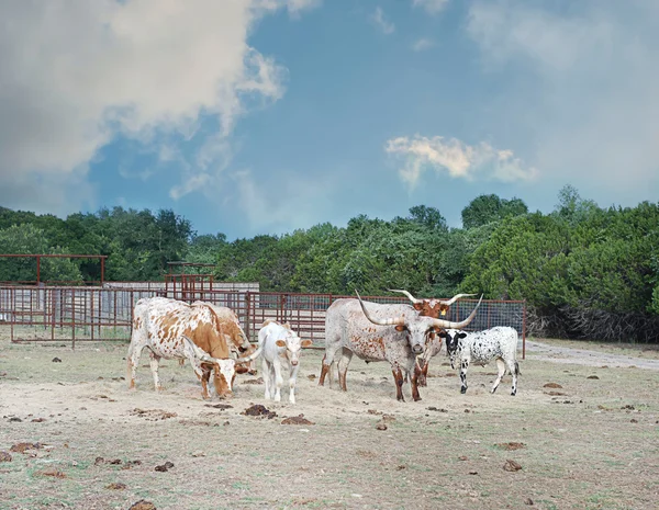 Texas gado longhorn — Fotografia de Stock