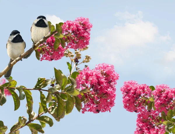 Carolina Chickadees poecile carolinensis in a Blooming Crape Myr — Stock Photo, Image