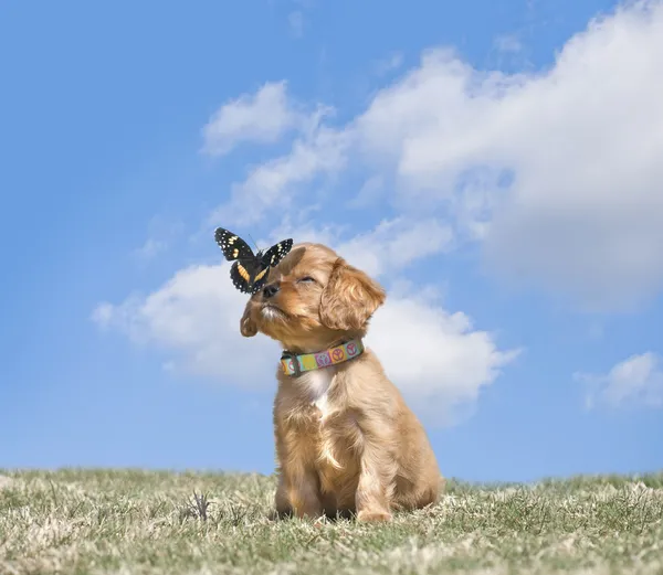 Cavaleiro Rei Charles Filhote de cachorro com uma borboleta — Fotografia de Stock