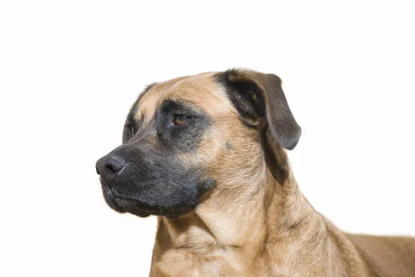 Портрет собаки ізольований на білому — стокове фото