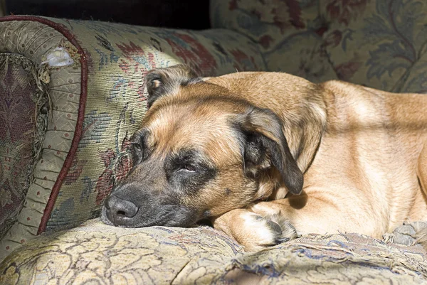 Сумно гарна собака — стокове фото