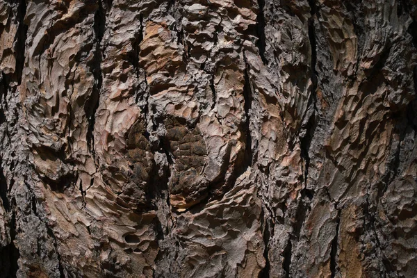 나무껍질의 질감. — 스톡 사진
