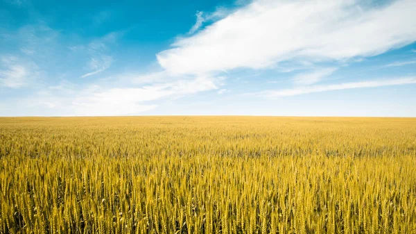 Gyllene vetefält under blå himmel och moln — Stockfoto