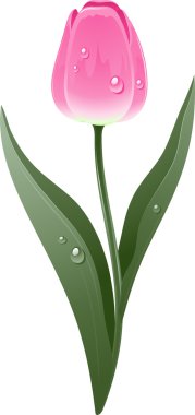 Beautiful pink tulip clipart