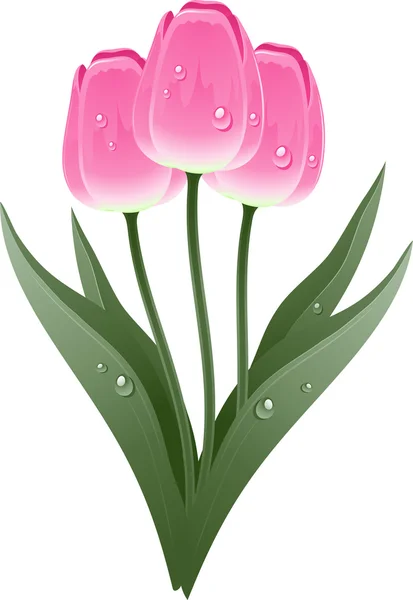Tulpen — Stockvektor