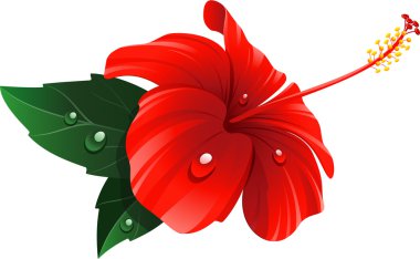 kırmızı amber çiçeği