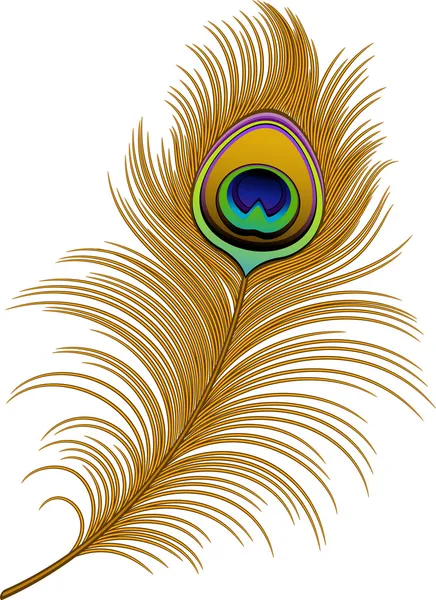 Peacock-fjær – stockvektor