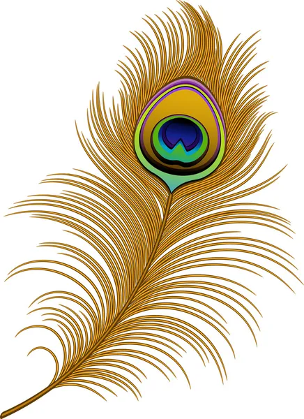 Pluma de pavo real — Vector de stock