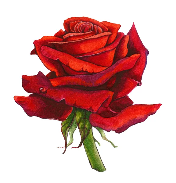红玫瑰水彩画 — 图库照片