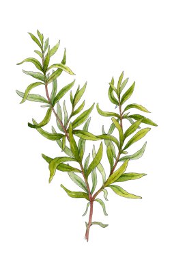 Biberiye delikanlı. suluboya resim