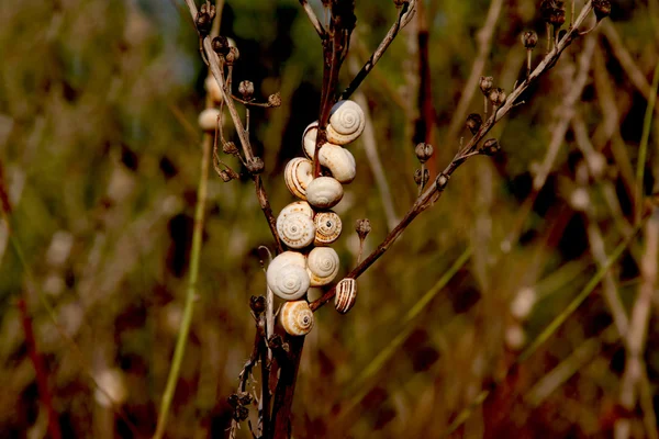 Snails on a tree — Stock Photo, Image