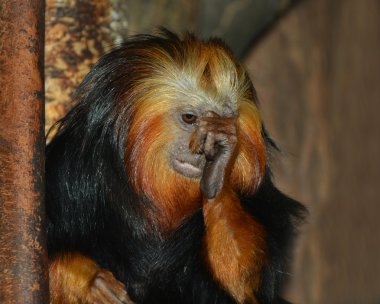 Altın Aslan pembe maymun