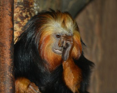 Altın Aslan pembe maymun