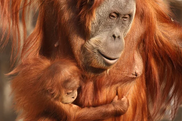 Orangutan matka s dítětem roztomilé — Stock fotografie