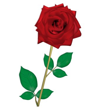 canım benim için gül