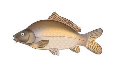 Sazan balık (Cyprinus carpio) vektör çizim ayrıntılı