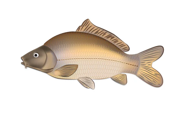 Carpa de pescado (Cyprinus carpio) ilustración vectorial detallada — Vector de stock