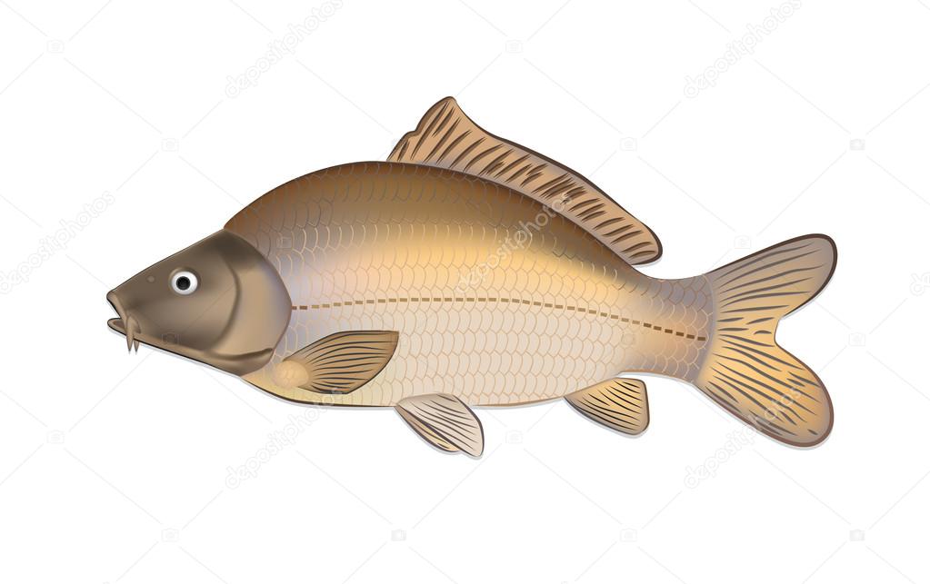 Carp fish (Cyprinus carpio) detailed vector illustration
