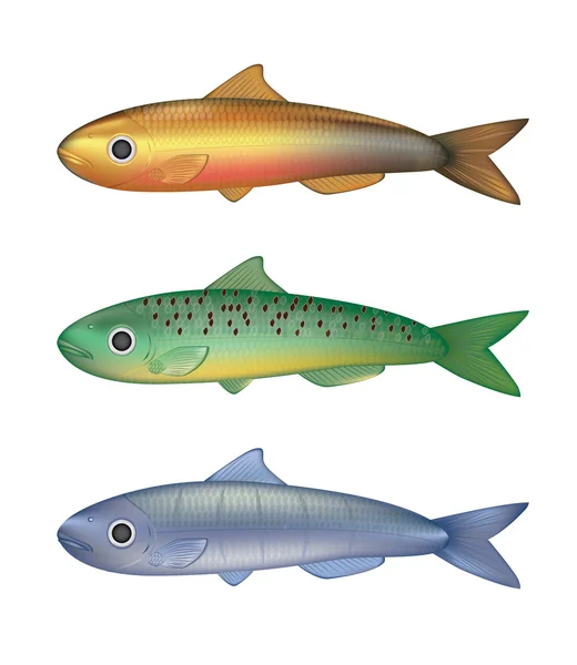 Ilustración colorida del vector de peces — Archivo Imágenes Vectoriales