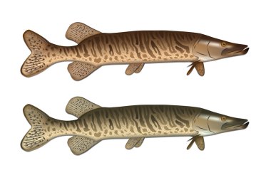 Detaylı vektör çizim pike