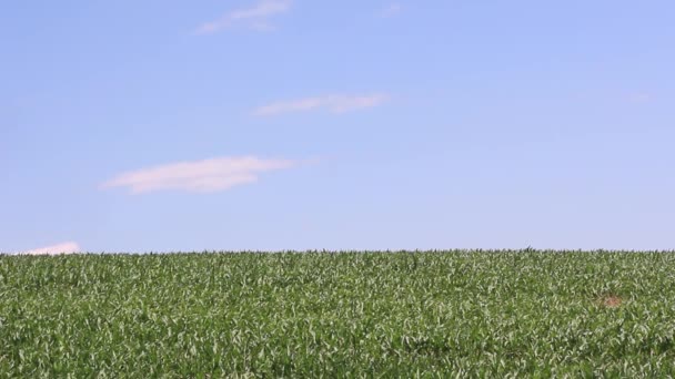 Campo de maíz — Vídeos de Stock