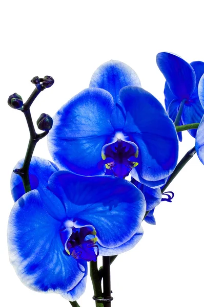 Orkideen – stockfoto
