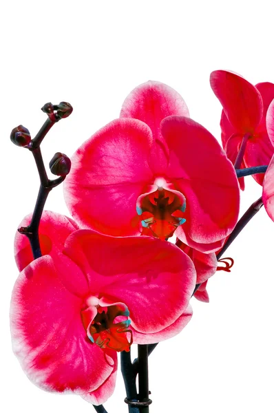 Orchidee — Stockfoto