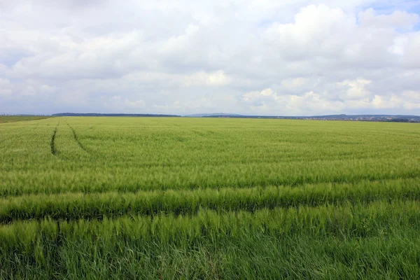 Ouvido de trigo verde e o céu com nuvens — Fotografia de Stock