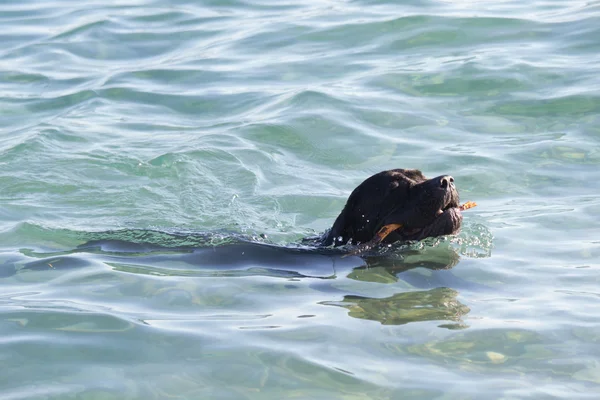 游泳的狗 — 图库照片