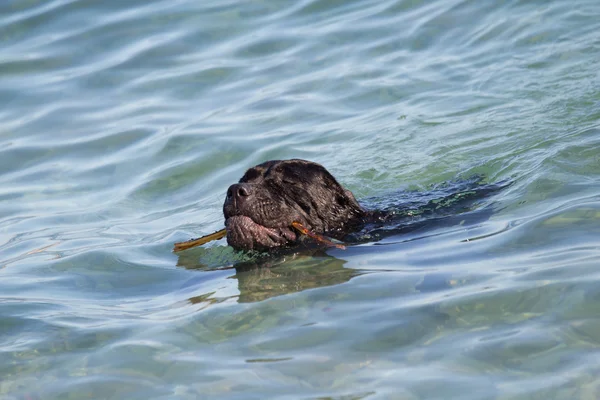 Dog swimming — Stock Photo, Image