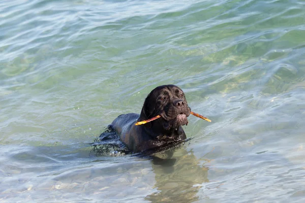 Yüzme köpek — Stok fotoğraf