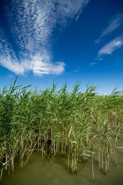 Canne nel lago — Foto Stock