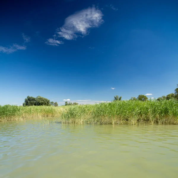 Canne nel lago — Foto Stock