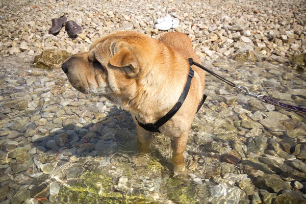 Sharpei w beach — Zdjęcie stockowe