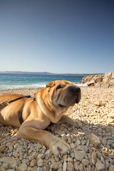 Sharpei w beach — Zdjęcie stockowe