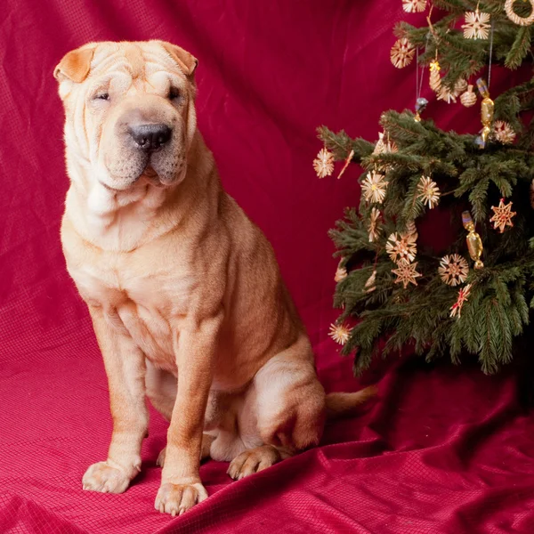 Christmas sharpei dog — Stock Photo, Image