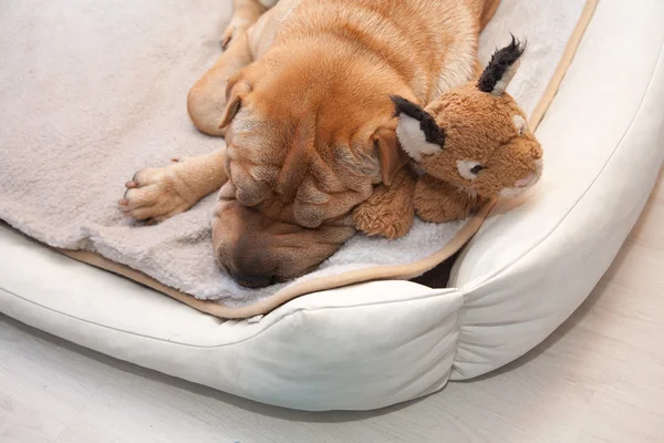 Spanie sharpei pies — Zdjęcie stockowe